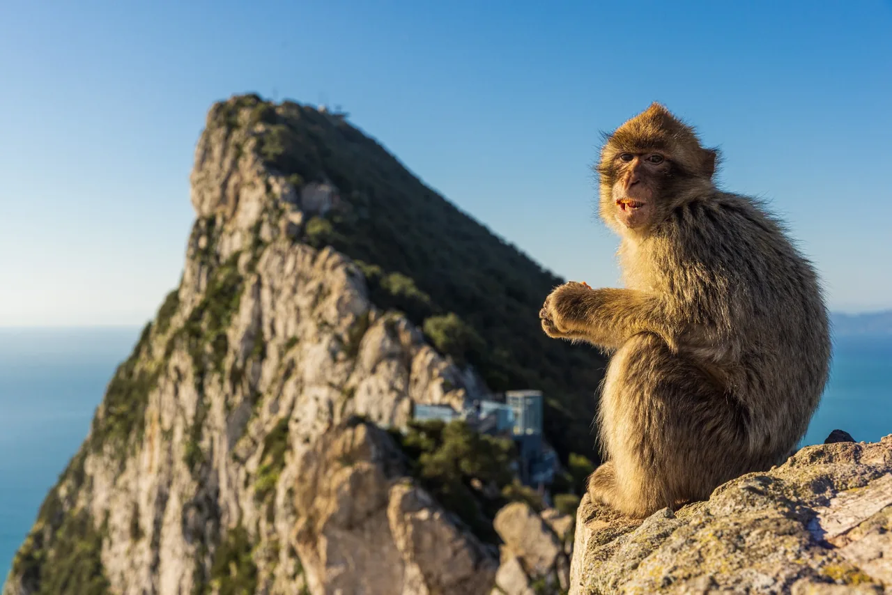 Macaco de Berbería con el Peñón de Gibraltar al fondo